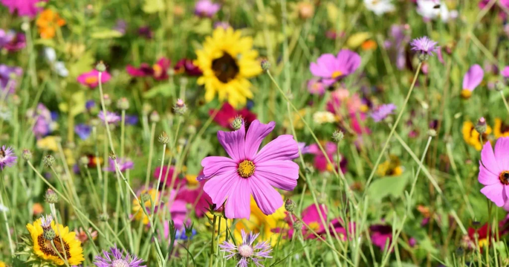 Bewustwording en de tuin als metafoor